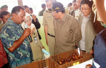 Salak Lumut dari Magelang Diekspor ke China Hingga 5 Ton